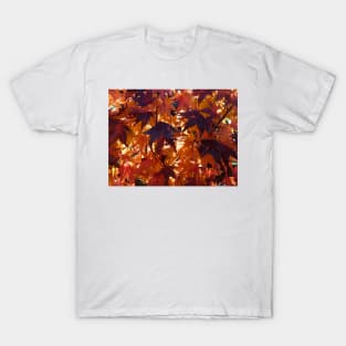 Red Autumn leaves backlit by the rising sun T-Shirt